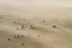 Stormy Coastal Landscape Drucke: Drifting sand