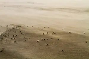 Stormy Beach Scene Drucke: Drifting sand