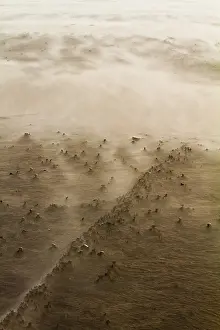 Stormy Beach Scene Drucke: Drifting sand