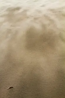 Stormy Beach Scene Drucke: Drifting sand