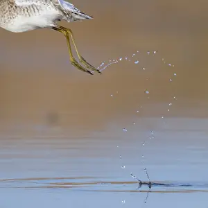 Charadriiformes Shorebirds Drucke: Droplets