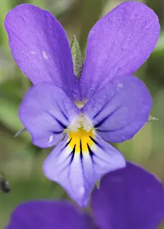 Dutch Wildflowers Drucke: Duinviooltje