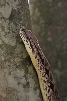 Endemic Species Africa Drucke: Dumeril's Boa, Acrantophis dumerili