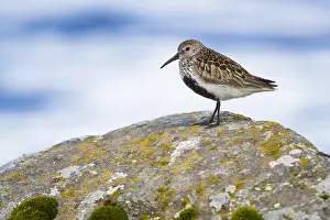 Wading Birds Europe Drucke: Dunlin