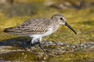 Calidris Alpina Species Drucke: Dunlin