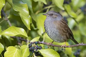 Nature Photography Italy Drucke: Dunnock