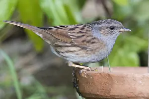 Dunnock Bird Drucke: Dunnock