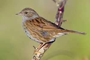 Nature Animal Photography Drucke: Dunnock