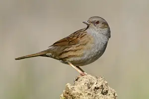 Dunnock Bird Drucke: Dunnock