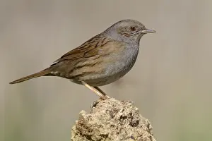 Februar Drucke: Dunnock