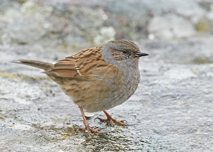 Outdoor Nature Images Drucke: Dunnock, Prunella modularis