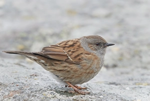 Dunnock, Prunella modularis