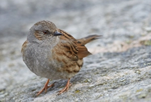 Bilder Datiert 9. April 2017: Dunnock, Prunella modularis