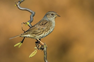Prunella Modularis Species Drucke: Dunnock, Prunella modularis