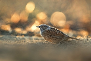Prunella Modularis Species Drucke: Dunnock, Prunella modularis