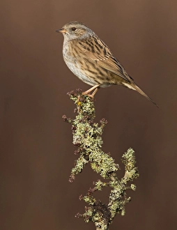 Prunella Modularis Species Drucke: Dunnock, Prunella modularis