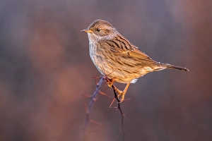 Wildlife Nature Photography Tips Drucke: Dunnock, Prunella modularis