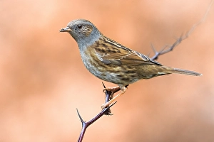 Dunnock, Prunella modularis