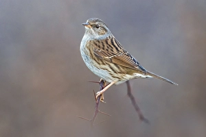 Gerahmter Druck : Dunnock, Prunella modularis Gerahmter Druck : Dunnock, Prunella modularis