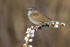Natural Environment Photography Europe Drucke: Dunnock, Prunella modularis