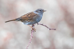 Dunnock, Prunella modularis