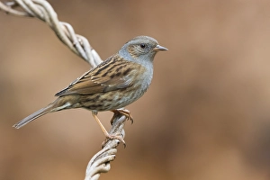 Bilder Datiert 8. Januar 2018: Dunne Grasmücke, Prunella modularis