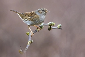 Natural Environment Photography Europe Drucke: Dunnock, Prunella modularis