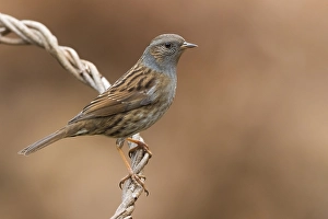 Dunne Grasmücke, Prunella modularis