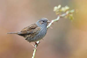 Prunella Modularis Species Drucke: Dunnock, Prunella modularis