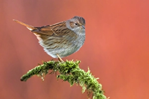 Dunne Grasmücke, Prunella modularis