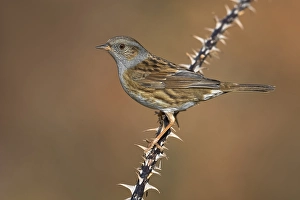 Italian Nature Photography Drucke: Dunnock, Prunella modularis