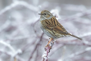 Winter Wildlife Photography Europe Drucke: Dunnock, Prunella modularis