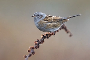 Natural Environment Photos Europe Drucke: Dunnock, Prunella modularis