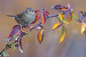 Prunella Modularis Species Drucke: Dunnock, Prunella modularis
