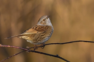 Bird Perched On Twig Drucke: Dunnock, Prunella modularis