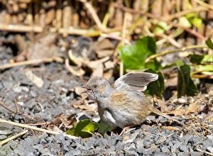 Prunella Modularis Species Drucke: Dunnock (Prunella modularis)
