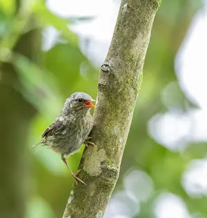 Cute Wild Animal Pictures Drucke: Dunnock, Prunella modularis
