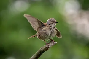 Prunella Modularis Drucke: Dunnock, Prunella modularis