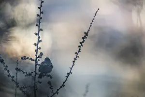 Outdoor Nature Photography Tips Drucke: Dunnock, Prunella modularis