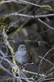 Nature Outdoors Photography Drucke: Dunnock, Prunella modularis