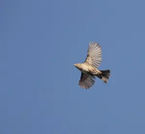 Dunnock Bird Drucke: Dunnock, Prunella modularis