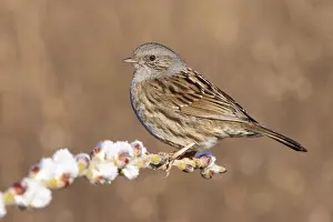 Wildlife In Italy Drucke: Dunnock, Prunella modularis