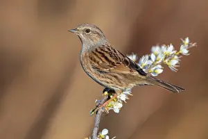 Europe Animal Photography Drucke: Dunnock, Prunella modularis