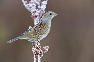 Daytime Wildlife Images Drucke: Dunnock, Prunella modularis