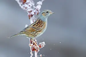 Wildlife In Italy Drucke: Dunnock, Prunella modularis