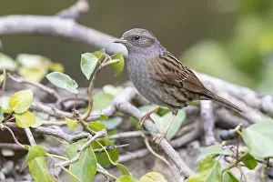 Wild Animal Pictures Online Drucke: Dunnock, Prunella modularis