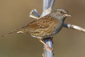 Dunnock Bird Drucke: Dunnock, Prunella modularis