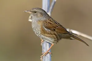 Bilder Datiert 12. November 2011: Dunnock, Prunella modularis