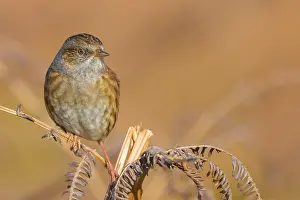 Passerine Bird Photography Tips Drucke: Dunnock, Prunella modularis