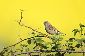 Garden Bird Photography Drucke: Dunnock;Prunella modularis